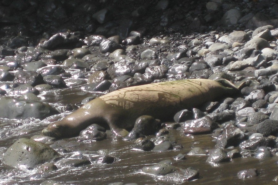 ../image/hawaii tropical botanical garden - seal 3.jpg